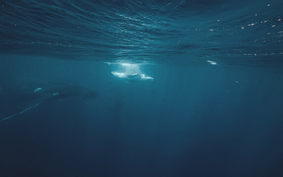 An adult humpback whale swims alongside her young calf in the vast blue ocean depths. Shafts of sunlight filter down from the surface, highlighting the textured skin of the whales.