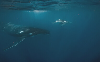 Fototapeta premium An adult humpback whale swims alongside her young calf in the vast blue ocean depths. Shafts of sunlight filter down from the surface, highlighting the textured skin of the whales.