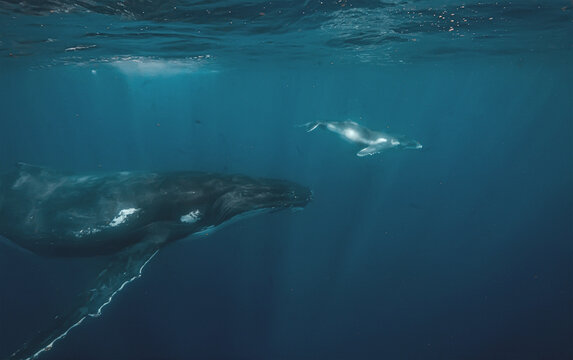 Underwater view of humpback whale mother and calf swimming in bl