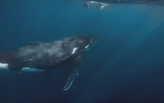 Humpback whale swimming underwater with its calf near the surfac