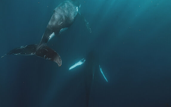 Two humpback whales swimming underwater with tail flukes visible