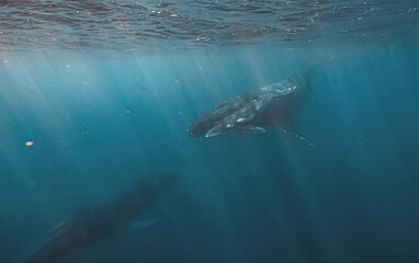 Obraz premium Two humpback whales swimming underwater near the surface with su