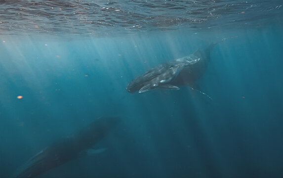 Two humpback whales swimming underwater near the surface with su