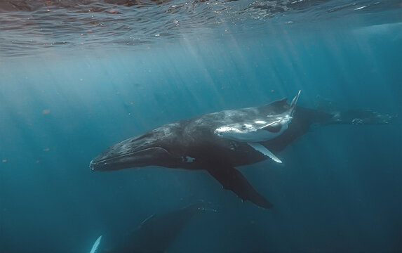 A close-up underwater view of a humpback whale mother and her calf swimming together. The image highlights the texture of their skin and the vastness of the blue ocean surrounding them as they glide.
