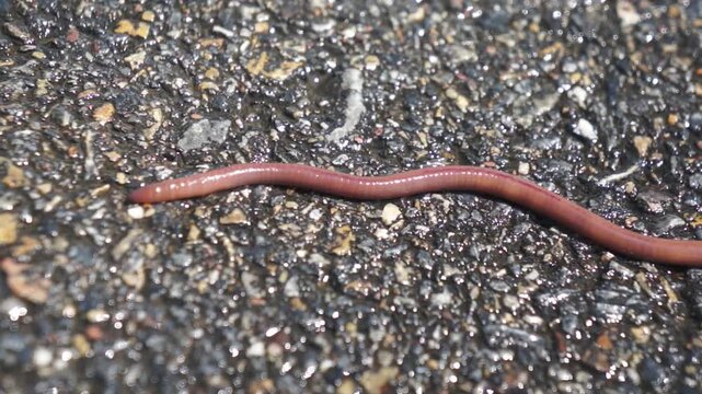 Earthworm crawling on concrete floor close-up Soil worm crawling on hard surface outdoor