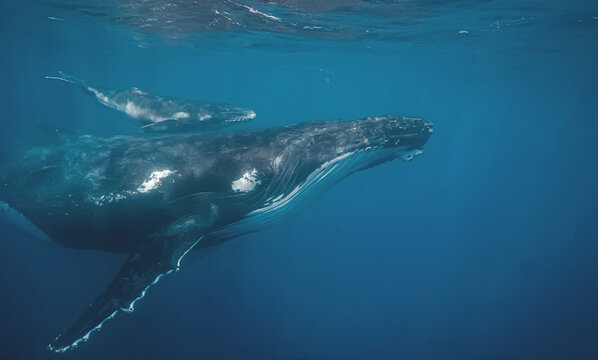 A close-up underwater view of a humpback whale mother and her calf swimming together. The image highlights the texture of their skin and the vastness of the blue ocean surrounding them as they glide.