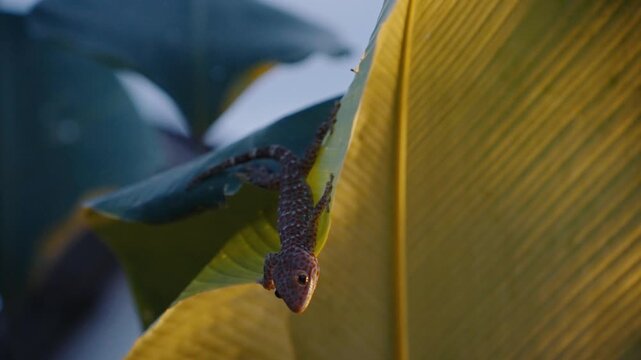 Tokay gecko climbing a big leaf in tropical jungle