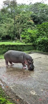 hipo int the zoo