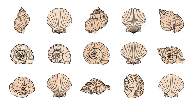 Collection of detailed line-art seashells including spiral, fan, and conical shapes in a neutral beige tone on a white background.