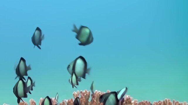 A graceful school of striped fish dances among the delicate, colorful corals of Bali. Sunlight streams through the clear blue ocean, illuminating this serene marine spectacle.