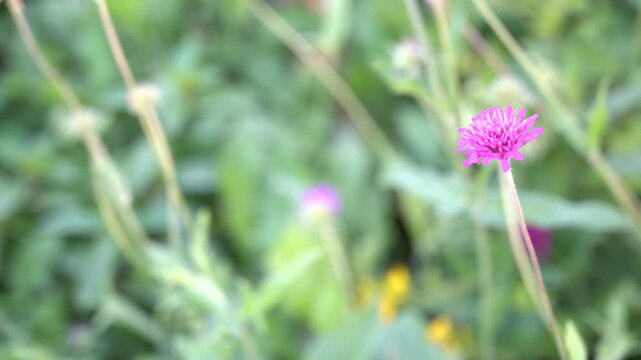Delicate pink wildflower gently swaying in a light summer breeze, close-up with soft green bokeh background, showcasing natural beauty, tranquility and seasonal meadow atmosphere.
