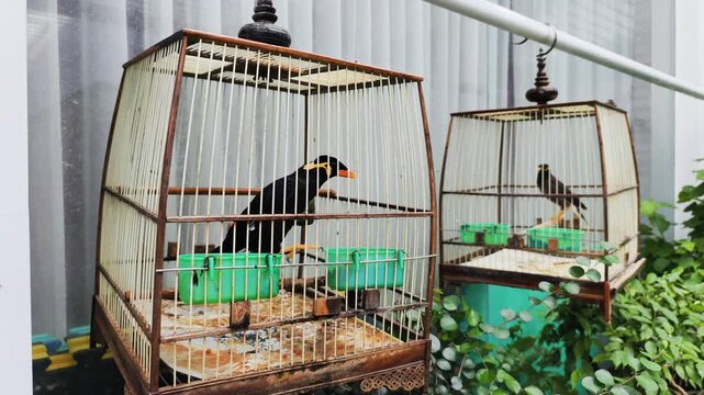 Asian courtyard features captive tropical myna birds in traditional wooden cages. Green plants decorate sunny asian courtyard, showing local authentic lifestyle, outdoor domestic pet keeping.