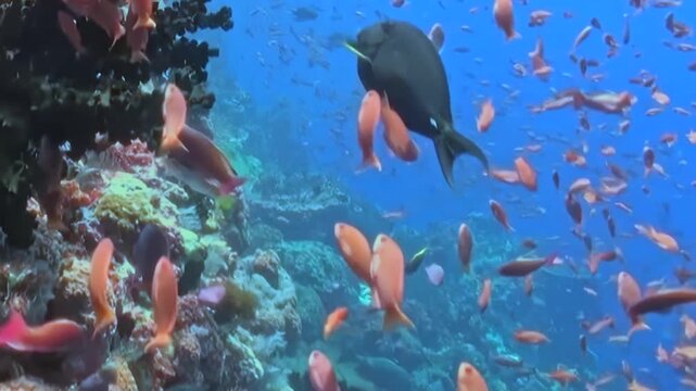 A breathtaking view of an abundant coral reef displays countless small orange fish swimming gracefully.