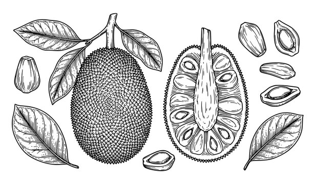 Vintage Jackfruit Botanical Engraving Illustration with Leaves and Seeds