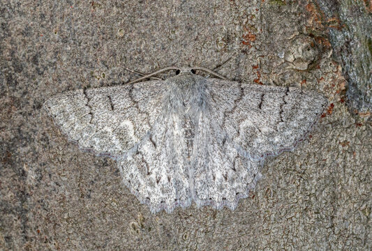 Australian Red-lined Looper Moth Camouflaged Against Tree Trunk