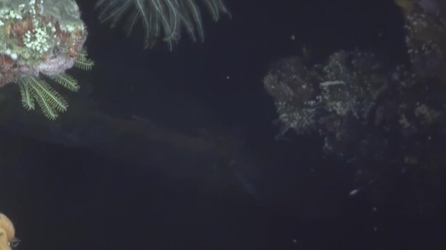 Observe magnificent feather stars gracefully swaying amidst colorful corals in the dark ocean. A serene deep sea habitat thrives under soft light, revealing hidden wonders.