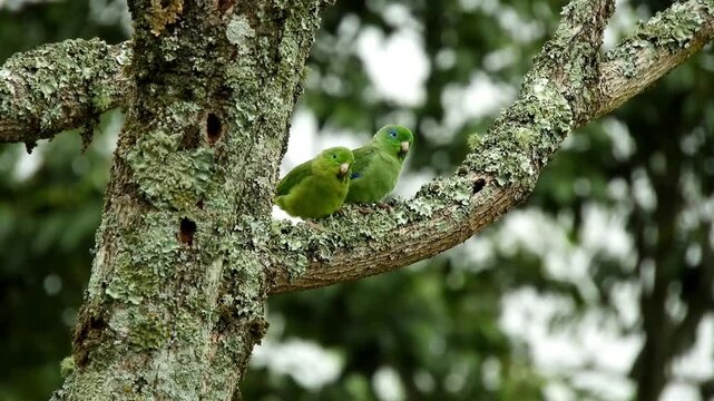 Blue-Winged Parrotlets Perched on Mossy Tree Branch