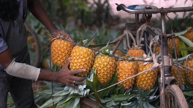 Madhupur, Bangladesh - 31 May 2026: View of a man carefully arranging fresh ripe pineapples on a bicycle for transport in a rural market area.