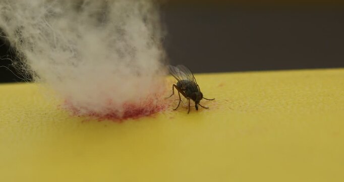 House Fly On Blood