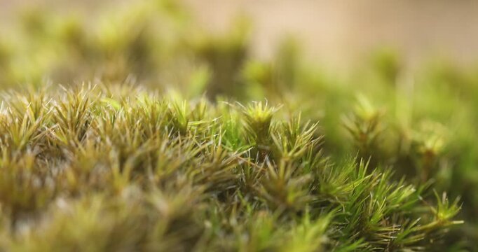 Green Mossy on the wall