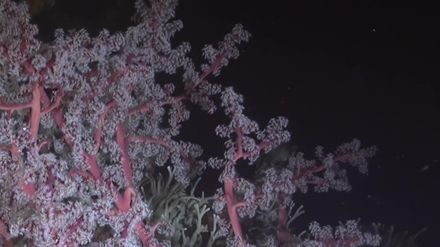 Crimson deep-sea coral branches sway gently in the abyssal currents, revealing a hidden creature nestled amongst the delicate white polyps.