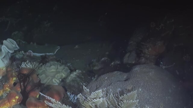 An elegant white frilly anemone stands tall on the dark seabed, surrounded by varied corals. Its wavy form gently sways in the deep ocean, illuminated brightly against the nocturnal mystery.