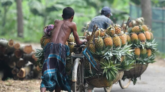 Madhupur, Bangladesh - 31 May 2026: View of men pushing bicycles heavily loaded with baskets of fresh pineapples along a rural road.