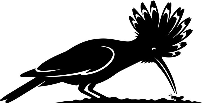 black  hoopoe bird hunting ant
