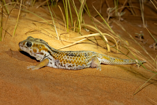 A stunning close-up of a Persian Wonder Gecko (Teratoscincus keyserlingii) standing on wind-rippled desert sand, showcasing its large frog-like eyes and plate-like scales.
