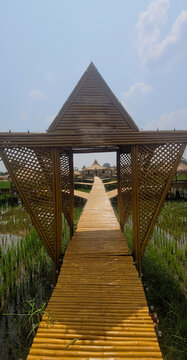 Wooden walk way in the rice field.
