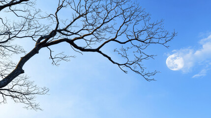 Obraz premium Bare tree with intricate branches reaches towards bright moon in clear blue sky, creating serene and tranquil atmosphere