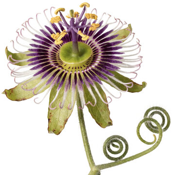 Passiflora spp isolated on transparent background