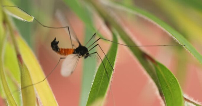 Insect Fly stick in Web