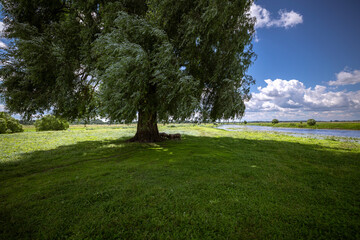 Obraz premium Agricultural animals seeking shade beneath a broad tree on a verdant river bank, with a calm waterway and distant horizon under a partly cloudy sky