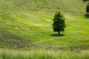 A lone tree stands on a bright green grassy hillside, illuminated by natural light, with grazing animals visible in the distance across a natural rural landscape with rolling terrain © Sodel Vladyslav