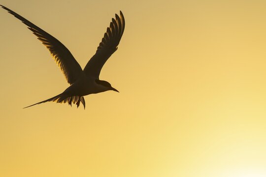 Silhouette of a Arctic tern (Sterna paradisaea) in flight in front of a coloured evening sky, Eidersperrwerk, T&ouml;nning, Schleswig-Holstein, Germany