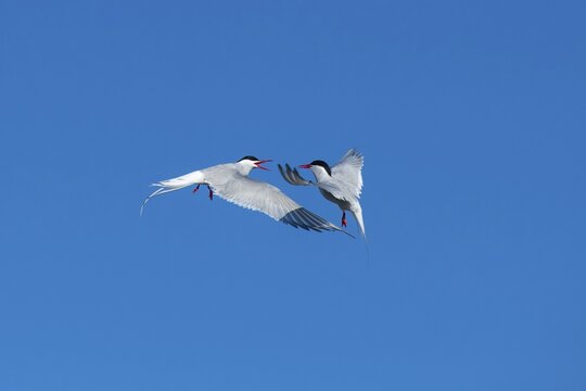 Arctic tern (Sterna paradisaea) in flight, calling, , T&ouml;nning, Schleswig-Holstein, Germany