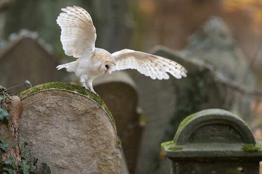 Common barn owl (Tyto alba), on a gravestone, Czech Republic