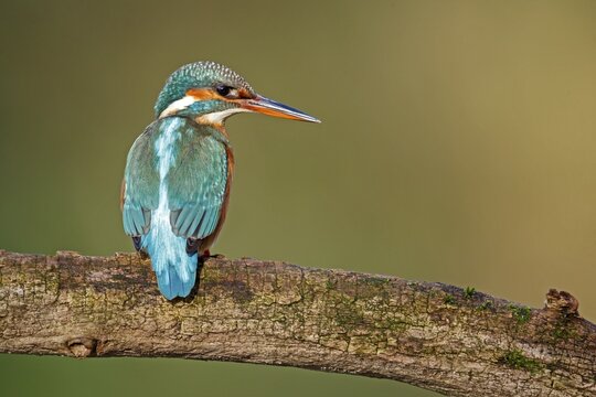 Common kingfisher (Alcedo atthis) sitting on a branch, Germany