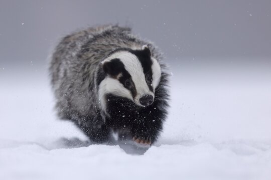 European badger (Meles meles), running in a snowy meadow, Czech Republic