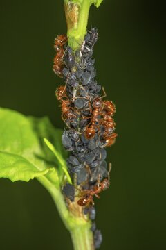 European fire ant (Myrmica rubra) milking aphids on a plant stem, Baden-W&uuml;rttemberg, Germany