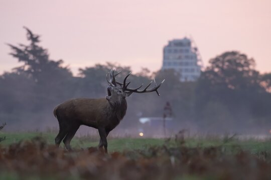 Red deer (Cervus elaphus) adult male stag roaring during the rutting season with buildings in the background, London, England, United Kingdom