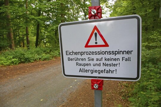 Warning sign on the forest road warns against the oak processionary moth, Hesse, Germany