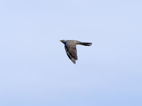 Common cuckoo (Cuculus canorus), flying, Upper Lusatia, Saxony, Germany
