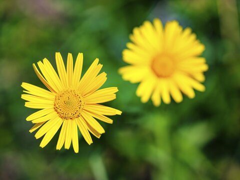 Ox-eye daisy (Buphthalmum salicifolium), Jenner, Berchtesgaden National Park, Sch&ouml;nau am K&ouml;nigssee, Berchtesgadener Land, Upper Bavaria, Bavaria, Germany
