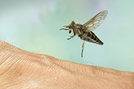 Large marsh horsefly (Tabanus autumnalis) landing on human skin, Germany