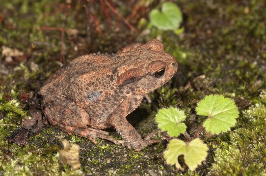 Common toad (Bufo bufo), yearling at nocturnal foraging, Baden-W&uuml;rttemberg, Germany