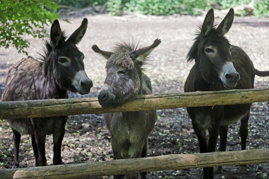 Domestic donkey (Equus asinus asinus) in a paddock, Austria