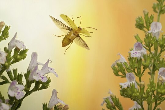 Cteniopus sulphureus (Cteniopus flavus), in flight, on flower of Thyme (Thymus), Germany