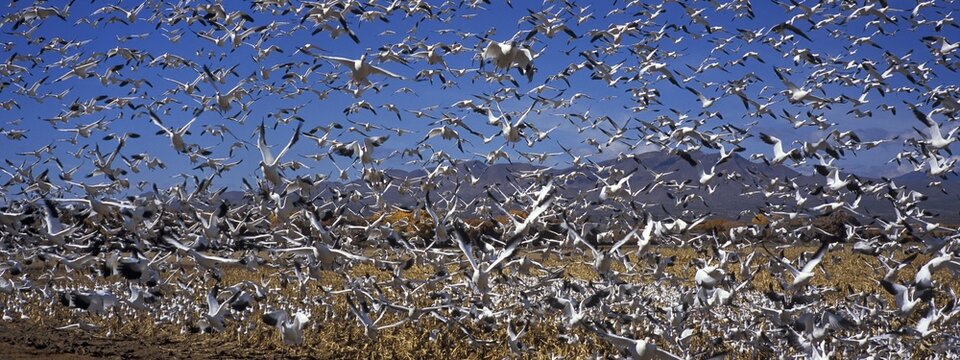 Snow Geese (Anser caerulescens atlanticus) wintering in Bosque del Apache, New Mexico, USA